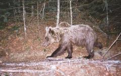 L’ourse Sarousse tuée par un chasseur dimanche dans les Pyrénées, confirme le gouvernement d'Aragon