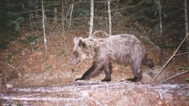 L’ourse Sarousse tuée par un chasseur dimanche dans les Pyrénées, confirme le gouvernement d'Aragon