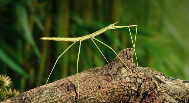 Sans les insectes, la vie sur Terre est menacée