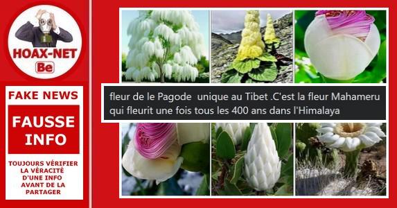 Non, ces photos ne montrent pas une fleur qu’on ne pourrait voir qu’une seule fois tous les 400 ans.