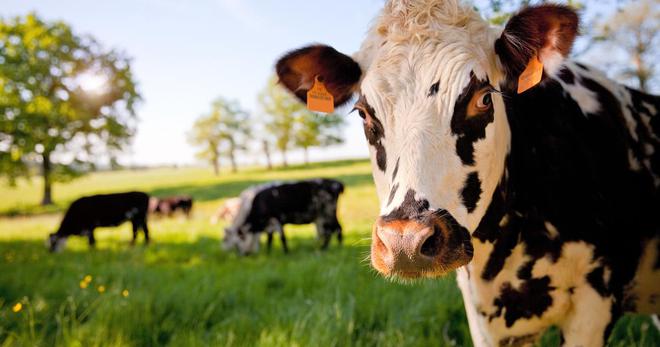 Algues rouges, lin, génétique... Quelles sont les pistes pour limiter les émissions de méthane des vaches ?