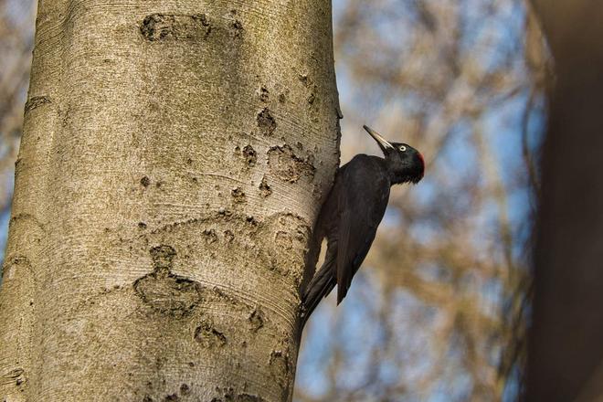 Grand Est : Les semaines de la biodiversité