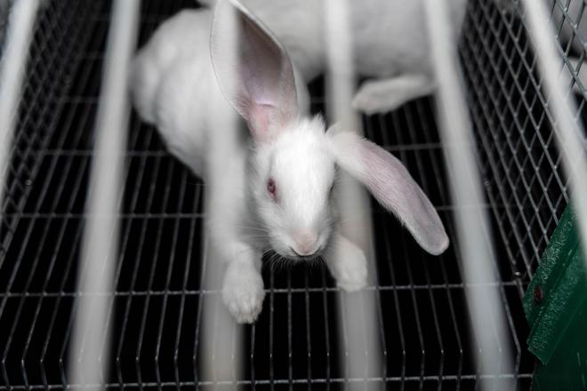 L214 dénonce la torture réservée aux lapins par Auchan