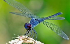 Sortie nature #30 | Oiseaux et libellules, entre Ouche et canal