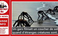 Non, ce ne sont pas des araignées de mer photographiées en Afrique du Sud, en Californie, où ailleurs !