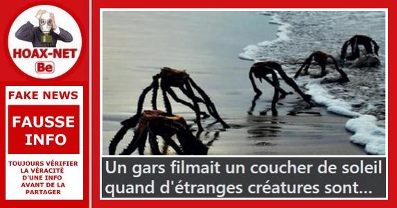 Non, ce ne sont pas des araignées de mer photographiées en Afrique du Sud, en Californie, où ailleurs !