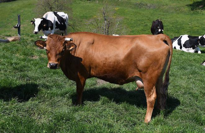 Réchauffement climatique : la France appelée à réduire l'élevage de vaches par la Cour des comptes