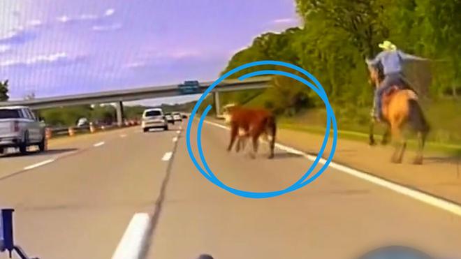 VIDÉO. États-Unis : un cow-boy poursuit une vache en fuite sur l’autoroute