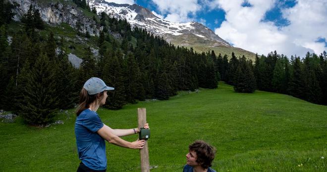Des micros pour étudier les animaux dans les Alpes