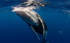 Une des dernières à pratiquer la chasse à la baleine, l'Islande met temporairement fin à la pratique