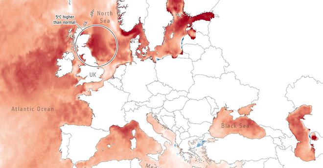 Une canicule marine sans précédent dévaste la Mer du Nord et risque de bouleverser le cycle de l’Océan