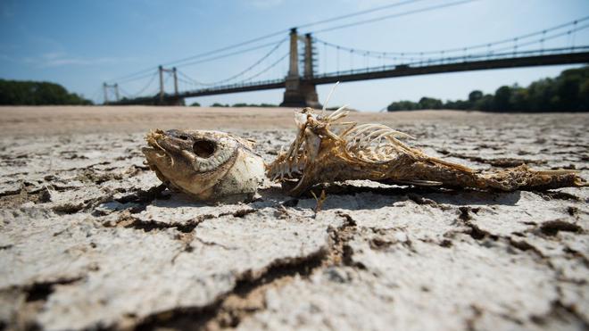 Chaleur, incendies, sécheresse… L'année 2022, un avant-goût du futur, selon le Haut Conseil pour le Climat