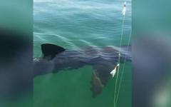 VIDÉO - Requin-pèlerin au large de Boulogne-sur-Mer : les témoins racontent leur (grosse) surprise