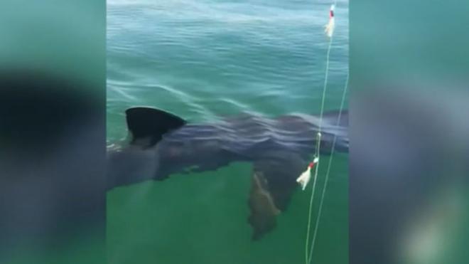 VIDÉO - Requin-pèlerin au large de Boulogne-sur-Mer : les témoins racontent leur (grosse) surprise
