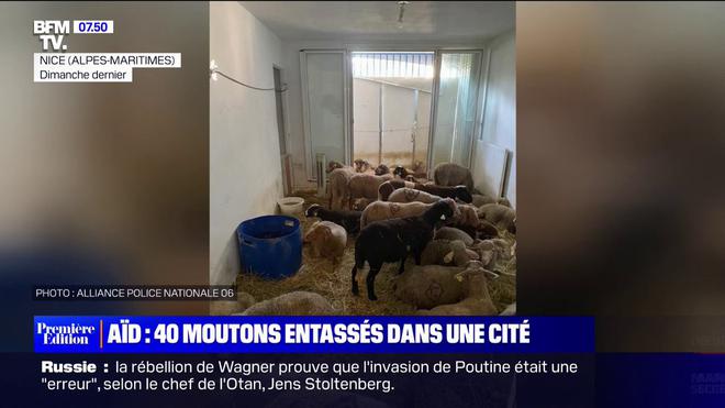 Aïd el-Kébir : 40 moutons retrouvés entassés dans un logement social dans un quartier de Nice. Les deux squatteurs tunisiens relâchés en raison d’audiences surchargées