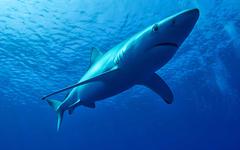 Ecologie : La Colombie interdira tout type de pêche au requin