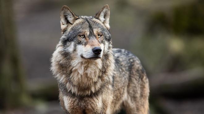 Alors que les attaques de loups en France ont augmenté de 16%, leur population est-elle sous-évaluée ?