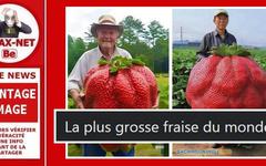 Non, ces photos ne montrent pas la plus grosse fraise du monde !