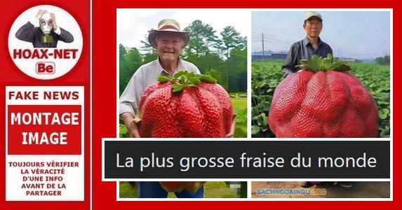 Non, ces photos ne montrent pas la plus grosse fraise du monde !