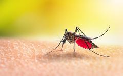 Dengue : un nombre de cas «exceptionnel» en France métropolitaine en 2022