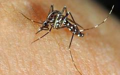 Syndrome de Guillain-Barré, dengue : les épidémies vont-elles gâcher vos vacances d’été ?