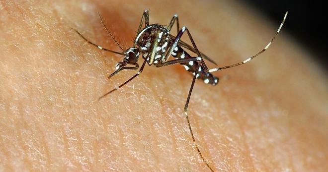 Syndrome de Guillain-Barré, dengue : les épidémies vont-elles gâcher vos vacances d’été ?