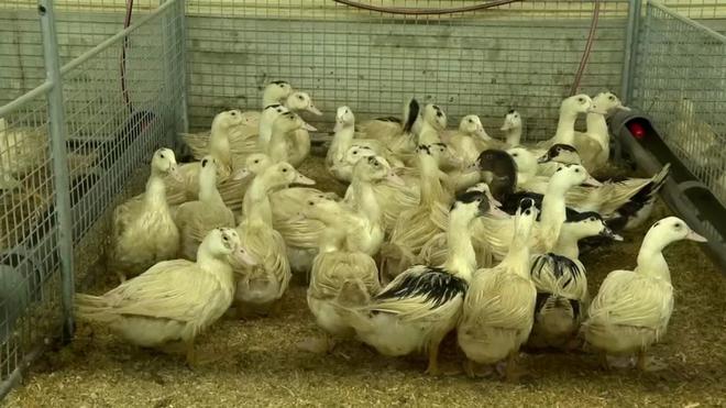 Grippe aviaire : l'OMS craint que le virus ne s'adapte pour "infecter plus facilement" les humains