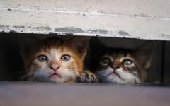 Chypre : Près de 300 000 chats décédés sur " l'île aux chats " à cause d'une maladie