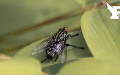 En Espagne, les autorités tirent la sonnette d'alarme face à la prolifération de morsures de mouches noires