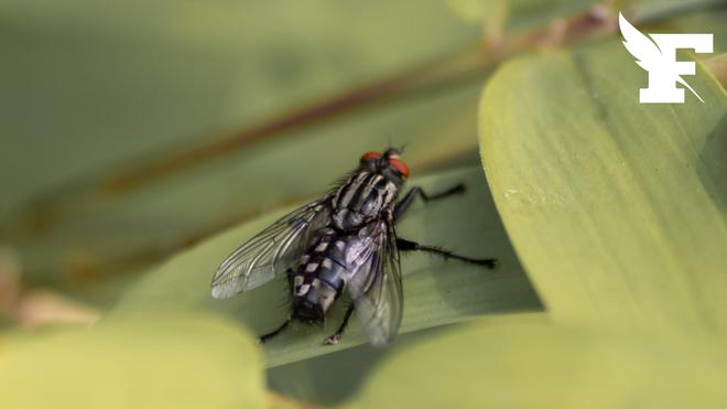 En Espagne, les autorités tirent la sonnette d'alarme face à la prolifération de morsures de mouches noires