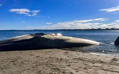 Chili : une baleine bleue s'échoue sur une plage, des associations demandent une enquête