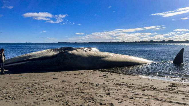Chili : une baleine bleue s'échoue sur une plage, des associations demandent une enquête