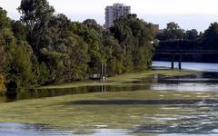 Toulouse : ces drôles de plantes vertes qui prolifèrent dans la Garonne