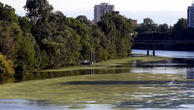 Toulouse : ces drôles de plantes vertes qui prolifèrent dans la Garonne