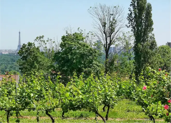 5 magnifiques vignobles à visiter en Île de France