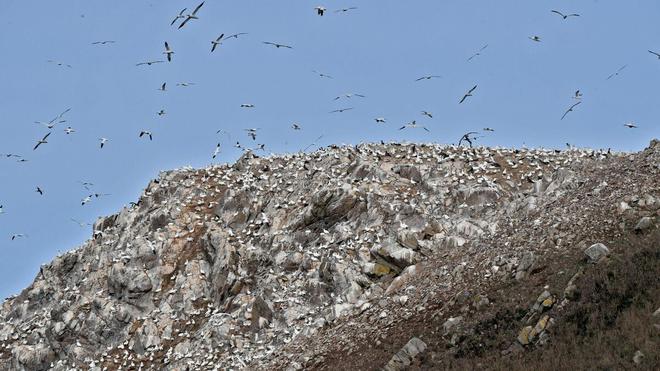 En Bretagne, la réserve naturelle des Sept-Îles s’agrandit et devient la plus vaste de France métropolitaine