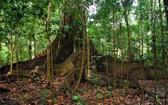 Les pouvoirs extraordinaires de la « Terra preta » révélés dans une étude