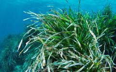 « Une forêt marine pour la planète », Med Sea va planter des millions de boutures pour revitaliser des fonds marins