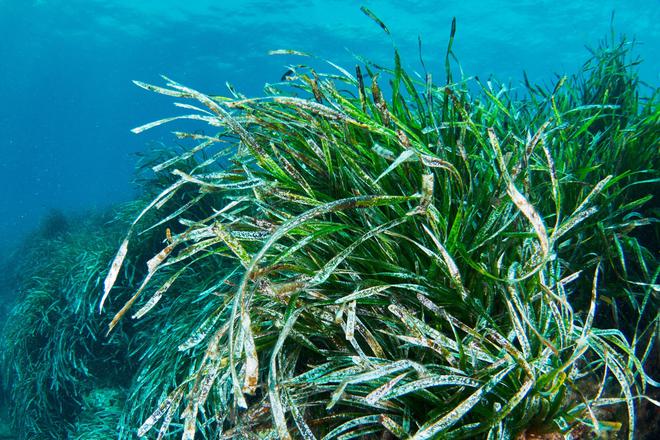 « Une forêt marine pour la planète », Med Sea va planter des millions de boutures pour revitaliser des fonds marins