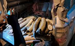 Trafic d’ivoire : démantèlement d’un vaste réseau au Gabon