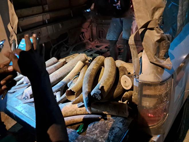 Trafic d’ivoire : démantèlement d’un vaste réseau au Gabon