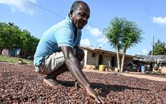En Côte d’Ivoire, les producteurs de cacao ne s’en sortent plus