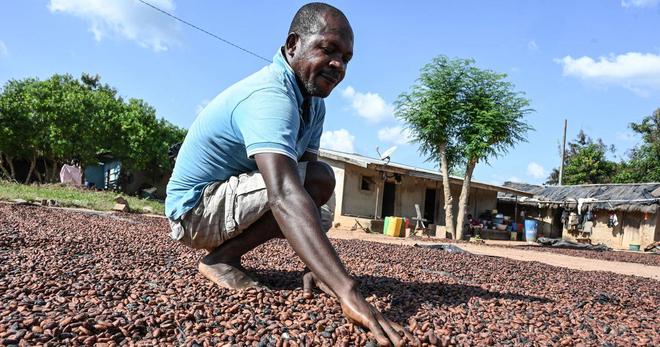 En Côte d’Ivoire, les producteurs de cacao ne s’en sortent plus