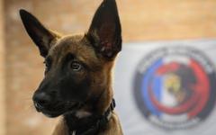 Usko, le futur chien policier de Wasquehal, va commencer sa formation