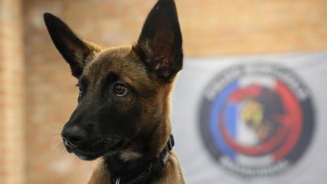 Usko, le futur chien policier de Wasquehal, va commencer sa formation