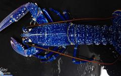 Un rare homard bleu pêché au large de la Vendée acheté pour être... relâché en mer