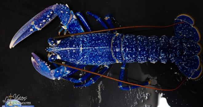 Un rare homard bleu pêché au large de la Vendée acheté pour être... relâché en mer