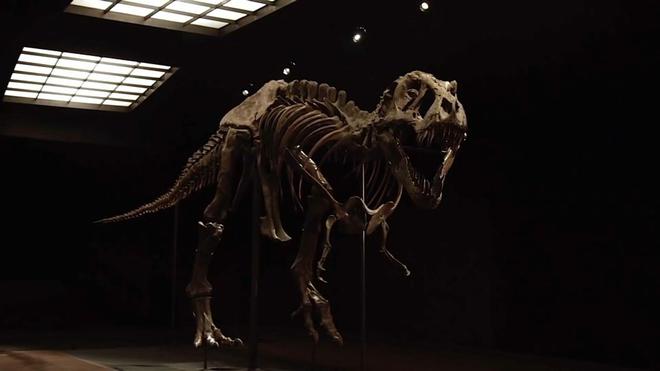 VIDÉO - Les squelettes de dinosaures valent de l’or : à la rencontre d'un chasseur de T-Rex