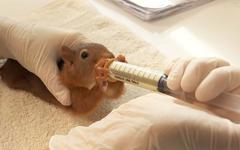 VIDÉO - Écureuils, chouettes, hérissons... Une clinique de pointe pour sauver la faune sauvage