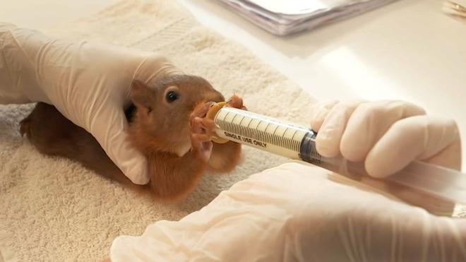 VIDÉO - Écureuils, chouettes, hérissons... Une clinique de pointe pour sauver la faune sauvage